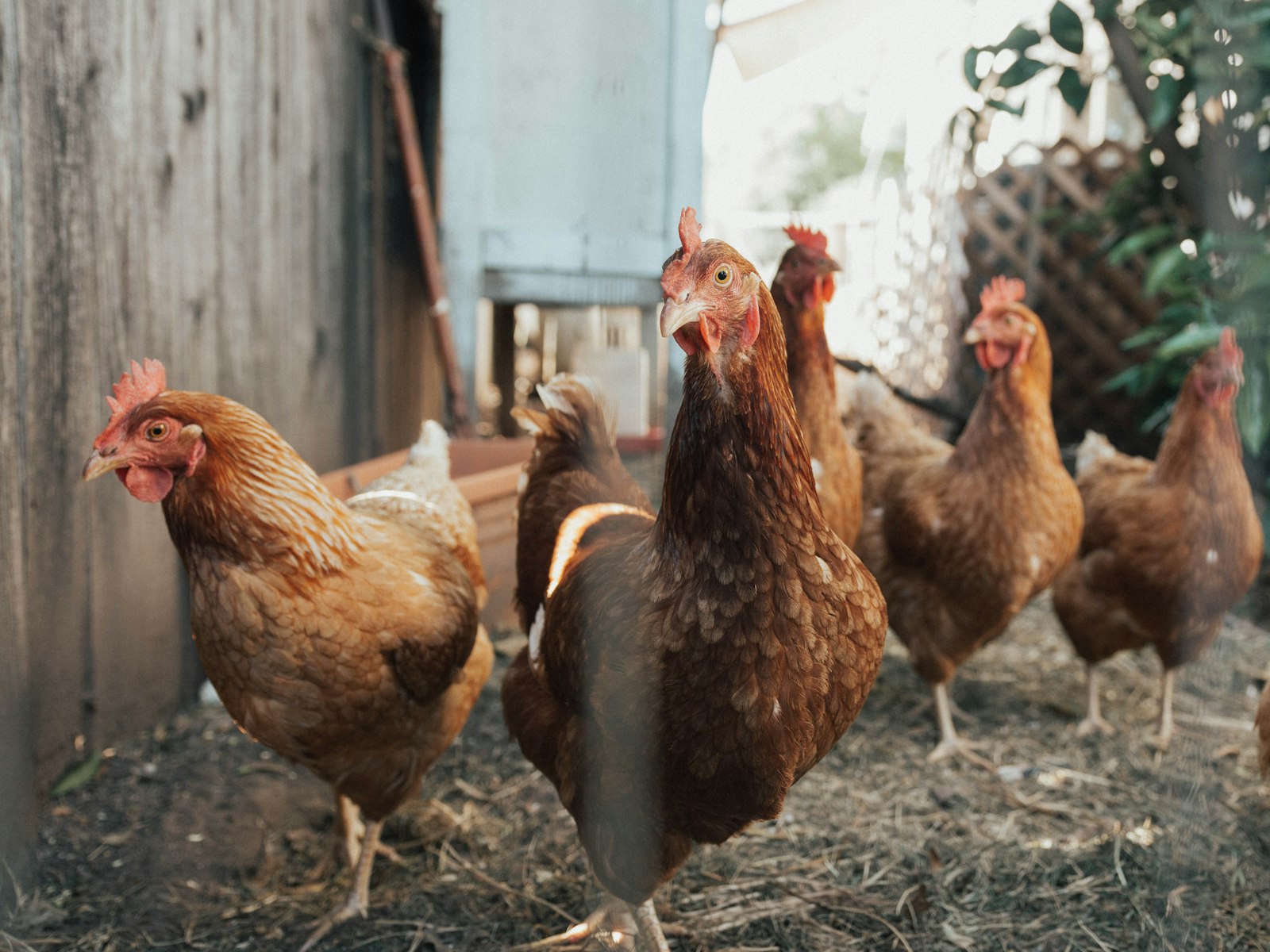 Chicken Sh*t Bingo: The Strangest, Most Texas Afternoon You’ll Spend in Llano